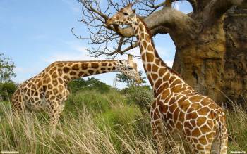 Жирафы в Африке - скачать обои, , жираф, Африка, саванна, деревья, колючки