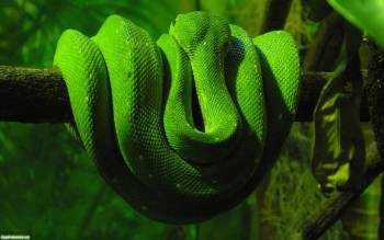 Изумрудная змея, скачать широкоформатные обои, , змея, изумрудный, зеленый, террариум