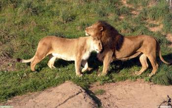 Супружеская пара львов - скачать обои, , львы, царь, хищник, кошка