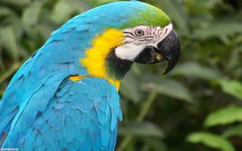 Красочный попугай - скачать обои бесплатно, , попугай, какаду, красочный, Африка, птица
