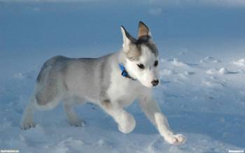 Щенок на прогулке -скачать снежные обои с собаками, , щенок, собака, прогулка, снег