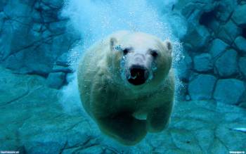 Белый медведь под водой - скачать обои, , медведь, полярный, бедый, вода, ныряние