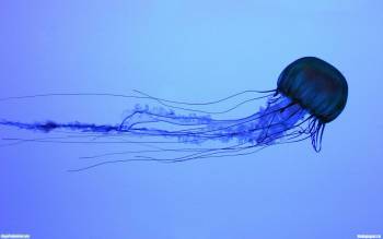 Медуза в голубой воде - скачать бесплатно, , воды, нити, медуза, жало