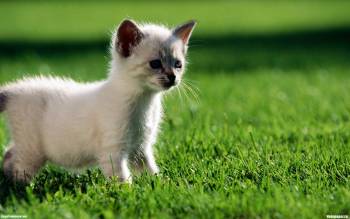 Бело-черный котенок на прогулке - скачать обои, , пятнистый, котенок, прогулка, охота, трава