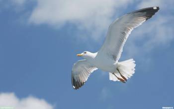 Парящая в голубом небе чайка - скачать обои, , чайка, птица, небо, полет