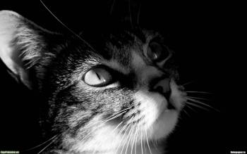 Кот в задумчивости - скачать обои, , кот, кошка, черно-белые, усы, морда