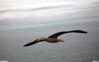 Полет чайки на морем - скачать обои, , полет, чайка, птица, вода