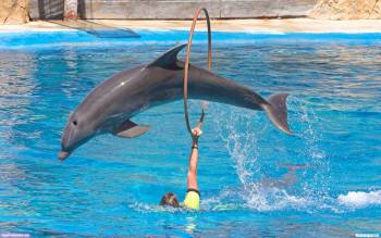Дельфины за работой - скачать обои, , аквапарк, дельфины, прыжки, кольцо, бассейн