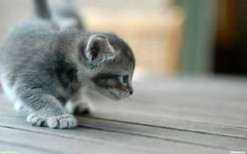 Серый пушистый котенок охотится - скачать обои с котятами, , котенок, охота, кошки, дерево