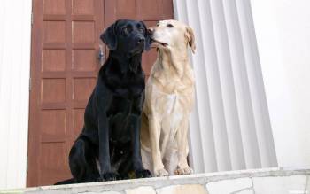 Брюнет и блондин на страже - скачать обои с собаками, , собака, пес, пара, стража, охрана