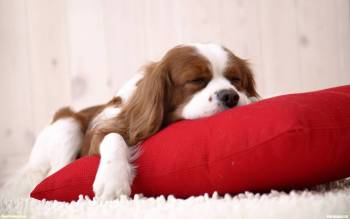 Щенок отдыхающий на подушке - обои бесплатно, , щенок, подушка, собака, отдых