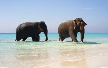 Супружеская пара слонов на прогулке - скачать обои, , слон, пара, супруги, вода