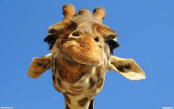 Жующий жираф - скачать обои бесплатно, , жираф, Африка, животное, морда