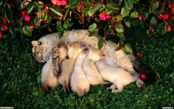 Кормящая кошка с котятами - скачать обои, , кошка, мама, кормящая, котята