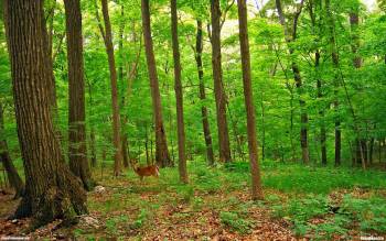 Зеленый лес с косулей - скачать обои, , косуля, лес, деревья, природа