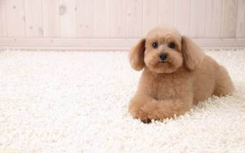 Пушистый щенок на пушистом ковре - скачать обои, , щенок, собака, милый, ковер