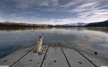 Один у озера - скачать обои бесплатно, , озеро, причал, ожидание, пес, собака