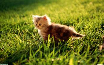 Маленький котенок прогуливается по зеленому лугу - обои, , котенок, луг, зелень, трава