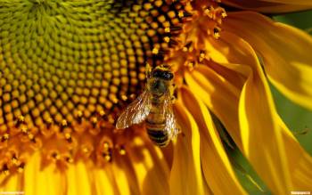 Пчела на подсолнухе - скачать обои, , подсолнух, цветок, мед, пчела