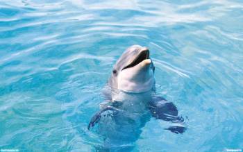Дельфин просящий рыбку - скачать обои, , рыба, дельфин, бассейн, море