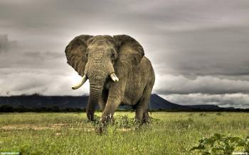 Слон на бегу - скачать бесплатно обои 1920х1200, , слон, уши, хобот, бег, Африка