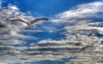 Парящая в небе чайка - скачать обои 1920х1200, , чайка, небо, облака, птица