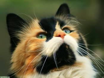 Мордочка трехцветной кошки - скачать обои, , кошка, трехцветная, морда, усы