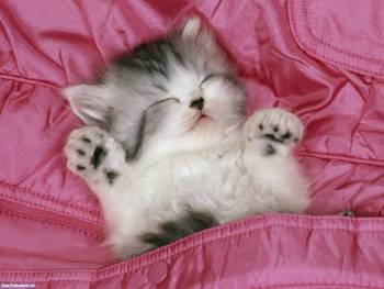 Милый спящий на розовых простынях котенок - обои скачать, , котенок, сон, простынь, розовые