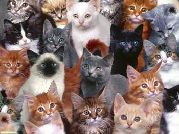 Демонстрация кошек - скачать обои бесплатно, , кошки, демонстрация, митинг, много
