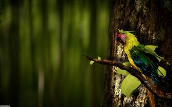 Разноцветный попугай рассматривает божью коровку - обои, , коровка, насекомые, попугай, птица