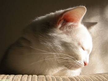 Спящий белый кот - скачать обои бесплатно, , белый, кот, сон, отдых