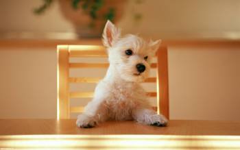 Симпатичный щенок на стуле, скачать широкоформатные обои, , собака, щенок, стул, стол