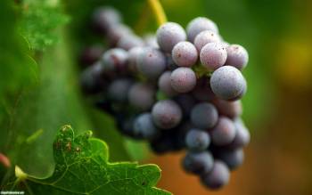 Красивое макро-фото: виноград, скачать обои 1920х1200, , виноград, макро, фото, лист, природа