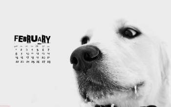 Календарь на февраль 2010 года - скачать обои, , черно-белый, собака, февраль, календарь