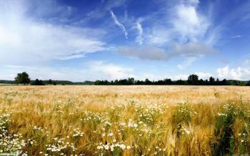На летнем поле, скачать широкоформатные обои природы, , природа, поле, трава, горизонт, небо, облака, лето