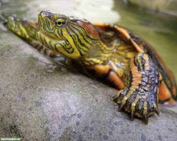 Большая водяная черепаха, скачать обои с черепахой, , черепаха, мокрая, земноводное, 1280x1024