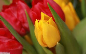 Желтые и красные тюльпаны, обои цветы, , тыльпан, цветок, букет, макро, фото