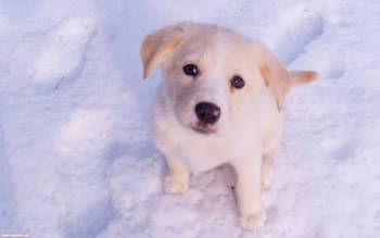 Симпатичный белый щенок, скачать обои со щенком, , щенок, снег, взгляд