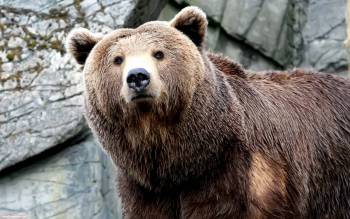 Большой бурый медведь, скачать обои 1920х1200, , берый, медведь, хищник