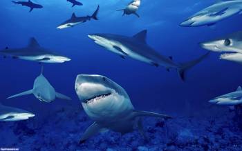 Страшные акулы, скачать широкоформатные обои, , акула, рыбы, под водой, океан