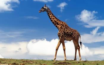 Огромный жираф, скачать обои 1920х1200, , жираф, шея, небо, облака, 1920х1200