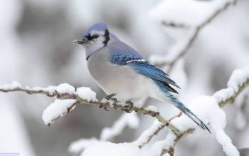 Маленькая птичка на ветке, широкоформатные обои, , птица, ветка, зима, снег, ветка, холод
