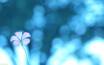 Нежный цветок на голубом фоне, скачать обои 1920х1200, , цветок, нежность, 1920х1200, макро, фото