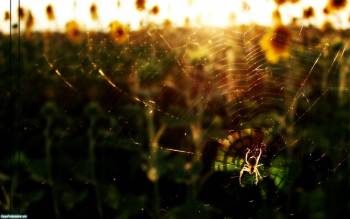 Скачать обои с пауком, красивые обои паук, , паук, паутина, закат, поле, макро, фото