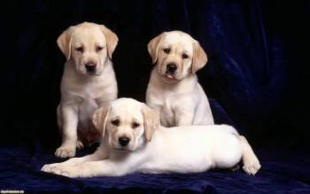 Скачать обои - щенки, три милых белых щеночка, , щенок, собака, три