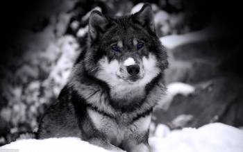 Смышленый волк, скачать обои 1920х1200, , волк, зима, снег, собака, хищник