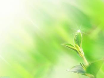 Симпатичный зеленый росток, скачать большие обои 1600х1200, , макро, фото, зеленый, свет, природа, цветок