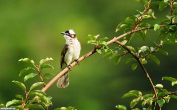 Маленькая певчая птичка, скачать широкоформатные обои, , птица, ветка, фото, зелень