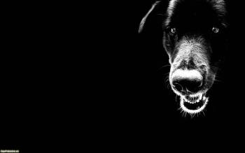Черно-белые обои 1920х1200, симпатичный пес, , собака, черно-белый, морда