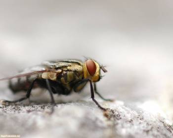 Надоедливая муха - скачать обои, , муха, летающая, насекомое, глаза
